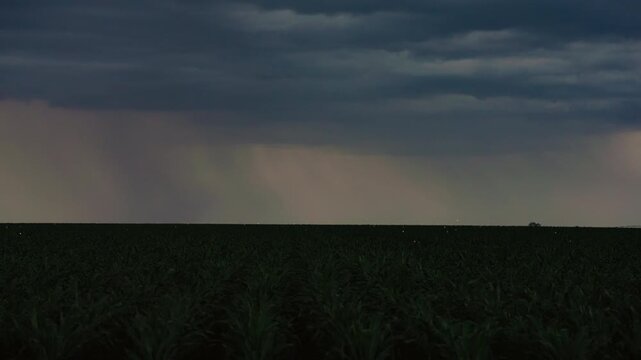 Glowing Lightning Bugs Flickering Over Field at Night in Summer Scene