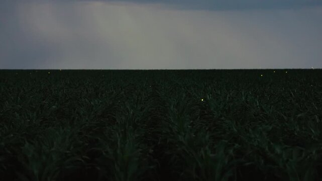 Fireflies Dancing Over Field at Night Creating Magical Natural Light