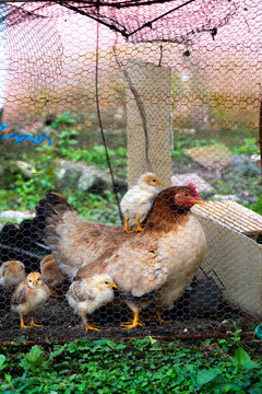 Gallina y sus pollitos