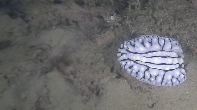 Explore the ocean floor near the Gulf of Mexico where a captivating lettuce sea slug rests amongst the sediment. See its distinctive white and black lines and its unique shape.