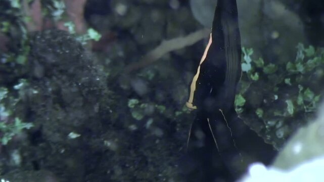 Ghost Knife fish gracefully floats in indoor aquarium setting. Fish is among green aquatic plants and other submerged tank decorations. Environment appears dimly lit, creating peaceful underwater.