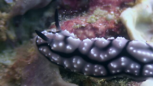 A small nudibranch with a black and white pattern crawls slowly across the vibrant coral reef. This marine slug is exploring its underwater habitat near dusk in the Pacific Ocean.