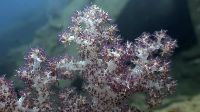 Gentle movement of the Alcyone family soft coral. Captured during daylight hours in the colorful underwater world of the Philippines.