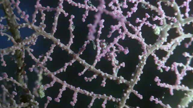 A tiny pygmy seahorse finds shelter among the vibrant coral reefs of the Philippines. Observe its incredible camouflage blending seamlessly.