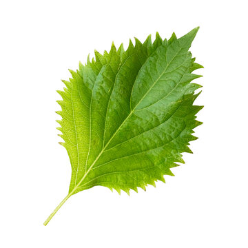 大葉 1枚 新鮮 しそ 青紫蘇 切り抜き 白背景 影なし（Fresh Shiso Leaf, Green Perilla, 1 piece, Isolated on White Background）
