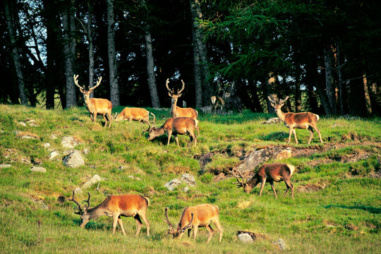 Red deer stags above Loch Muick beside Lochnagar. Royal Balmoral Estate near Braemar, Grampian Region, Scotland