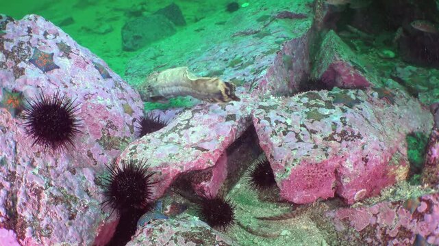 Observe a curious blenny emerge from its rocky sanctuary, surrounded by spiky black urchins and starfish in the magnificent Sea of Japan. Later, small fish dart through the vibrant underwater realm.