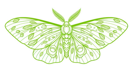Green Moth Illustration with Floral Wing Pattern, Delicate Insect Art © zui