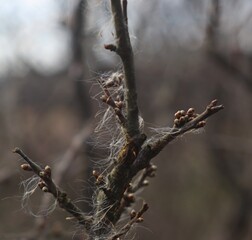 przebudzenie © Anna