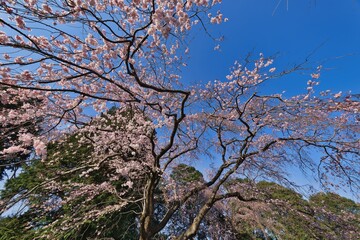 Obraz premium 桜の花