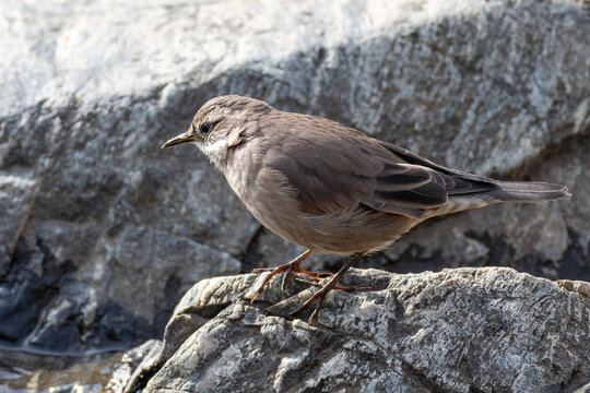 buff-winged cinclodes (Cinclodes fuscus) near a lake near Bariloche, Patagonia, Argentina