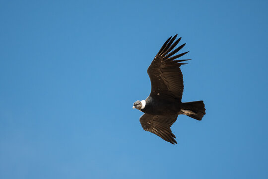 Male Andean condor (Vultur gryphus) in flight, seen near Bariloche, Patagonia, Argentina