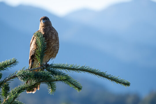 chimango caracara (Daptrius chimango) in the wild perched on a pine near Bariloche, Patagonia, Argentina