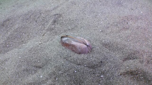 Observe a mysterious bivalve as it expertly burrows into the soft, grey sand of the Sea of Japan's seabed. This creature seamlessly melts into its underwater environment, leaving no trace behind.