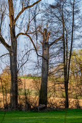 Fototapeta premium Abgestorbener Baum im Frühjahr