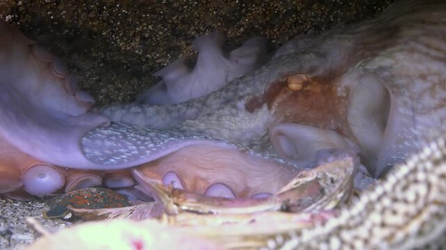 Observe magnificent octopus masterfully camouflaged among sandy ocean floor in mysterious depths of Sea of Japan. Its subtle movements hint at hidden presence, true phantom of marine world.