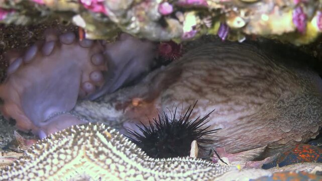 Gaze into the enchanting Sea of Japan. A magnificent octopus gracefully shelters within a rocky nook. A spiky sea urchin and a patterned starfish peacefully share this vibrant, hidden sanctuary.