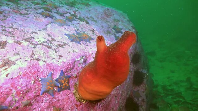 Witness a grand orange sea squirt firmly attached to a vibrant pinkish rock. Azure starfish shine brilliantly nearby.