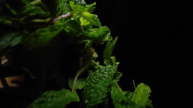 macro video shot of fresh mint leaves isolated on black background. Professional cinematic lighting reveals detailed leaf texture, veins, and natural green color.