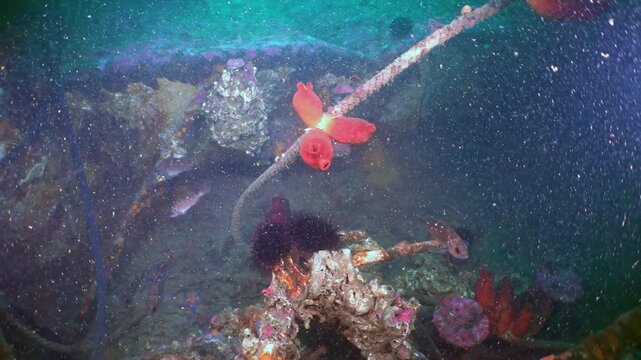 Vibrant world unfolds deep in Sea of Japan. Orange sea squirts bloom on rope amidst colorful reef, home to darting fish and spiky sea urchin. Oceanic splendor thrives in this timeless realm.