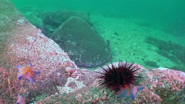 Experience the enchanting underwater world of the Sea of Japan. A spiny sea urchin rests on a vibrant coral-covered rock, while colorful starfish cling close by.