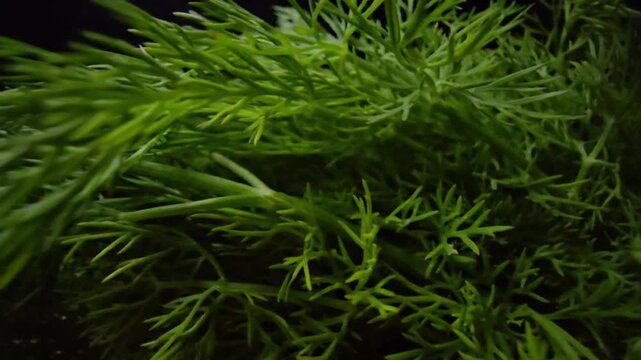 Macro shot of fresh green dill sprigs on a dark background. The camera moves slowly to reveal the intricate, needle-like texture and vibrant organic details of the aromatic herb in studio lighting.