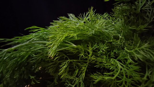 Macro shot of fresh green dill sprigs on a dark background. The camera moves slowly to reveal the intricate, needle-like texture and vibrant organic details of the aromatic herb in studio lighting.