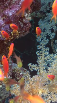 Magnificent array of brilliant orange anthias gracefully navigate intricate structures of vibrant coral reef. They swim past soft dendronephthya and dark branching corals in sunlit tropical waters.