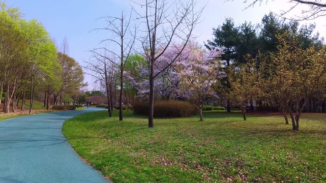 Walking on Spring Path Looking at Cherry Blossoms 4K