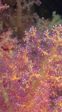 Explore the intricate branches of vibrant purple and orange soft coral thriving in clear ocean waters.