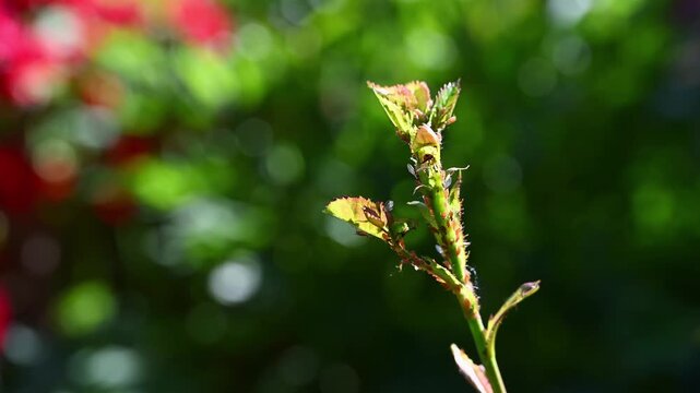 Harmful garden insect pests, aphids on fresh growth of rose bush in a garden, rose bud and new leaves moving in the wind, sunny spring day
