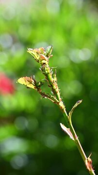 Harmful garden insect pests, aphids on fresh growth of rose bush in a garden, rose bud and new leaves moving in the wind, sunny spring day, vertical
