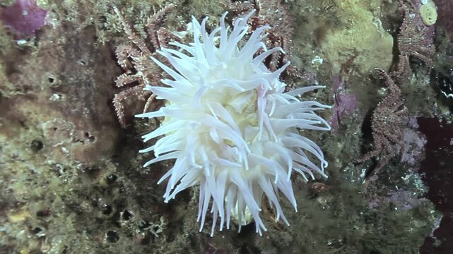 Witness the hypnotic beauty of a White Plumed Anemone. Observe its delicate tentacles as it thrives amongst the rocks, sharing its space with a small crab in the marine environment.