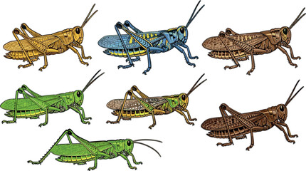 Grasshopper insect set with different species detailed realistic bugs entomology illustration collection isolated vector design © MdSobuj