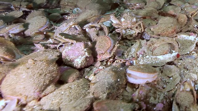 Explore the vibrant deep sea world of the Barents Sea. Delicate Flexopecten ponticus scallops mingle with various crabs, revealing the rich life sustained on the ancient seabed.