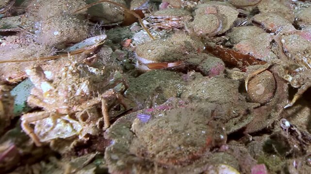 Experience the hidden beauty of the Barents Sea. A rich population of Flexopecten ponticus scallops and intriguing crabs blanket the bottom, peacefully coexisting in their deep ocean realm.