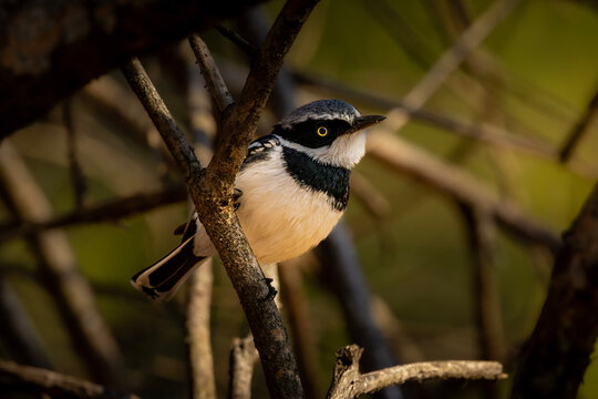Chinspot Batis perched among tangled branches in warm woodland light, Kruger National Park, South Africa