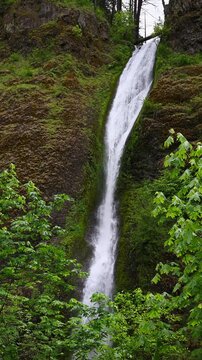 Vertical, looking through bright spring green leaves on Big Leaf Maple trees at Horsetail Falls dropping down large rock, Columbia River Gorge, National Scenic Area, spring adventure and tourism in Or