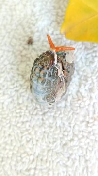 Swallowtail butterfly caterpillar showing orange osmeterium