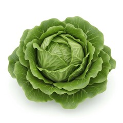 Fototapeta premium Freshly harvested whole head of green cabbage displayed against a plain background
