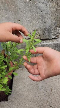 Children's hands exploring epazote plant in the garden