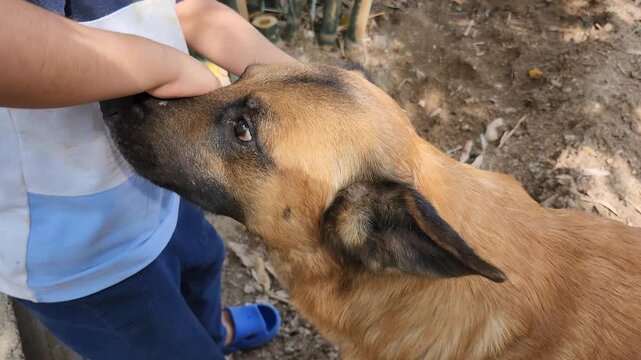 Child affectionately petting dog's ears
