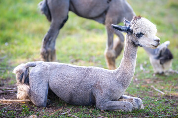 Fototapeta premium Portrait of a freshly shorn alpaca resting on the ground in a grassy field, Buninyong, Victoria, Australia