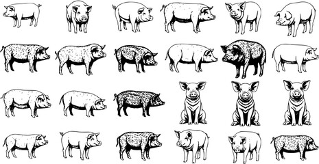 Set of detailed hand-drawn pig illustrations featuring various farm animal breeds, cute piglets, and wild boars in diverse styles. Black and white vector collection. © victoria