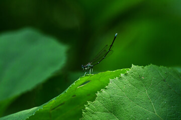 大きな葉っぱの上で尾を上げるモノサシトンボ © mayudama