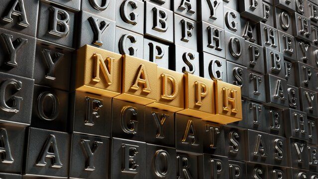 The word NADPH is written on Movable type printing. Medical concept.close up of Movable type printing,Business Concept.3D rendering.