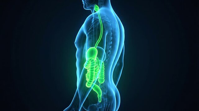 Futuristic 3D holographic x-ray silhouette of a human torso highlighting the complete digestive system and intestines in a glowing neon green.