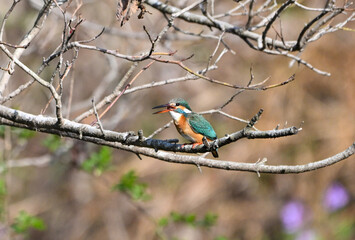 水生昆虫を飲み込むカワセミ © cube197