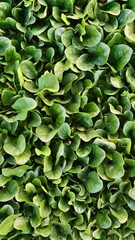 Fototapeta premium Fresh Spinach Leaves Close - up for Commercial Use