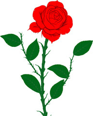 Fototapeta premium rose